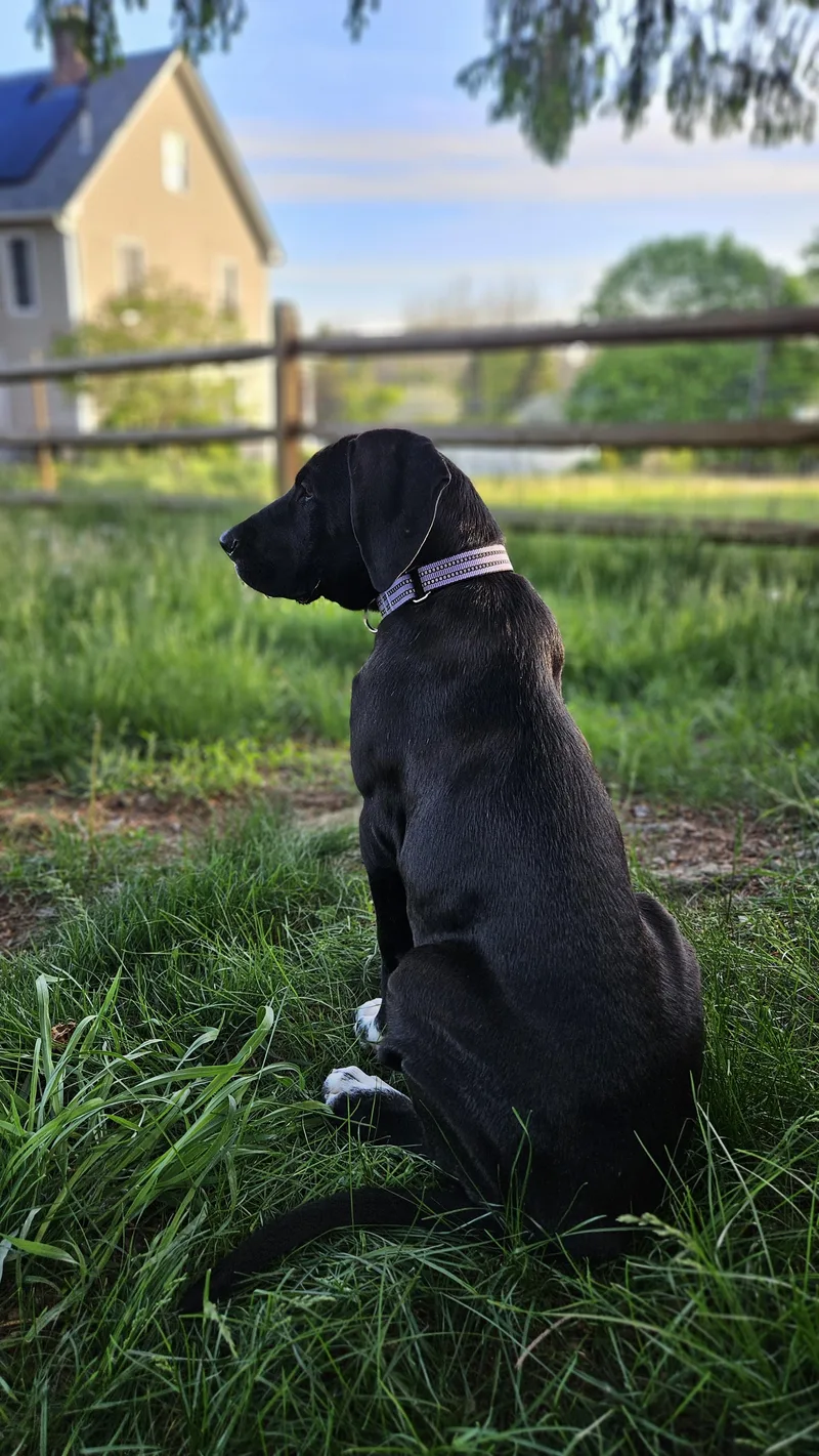 A baby large-sized female Black Labrador Retriever dog named Raina for adoption in Succasunna, NJ
