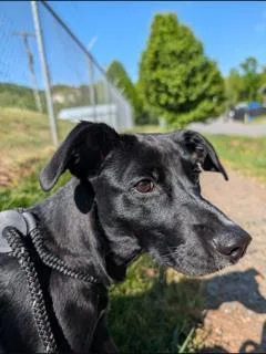 A young medium-sized female Labrador Retriever dog named Oatmeal for adoption in Clyde, NC