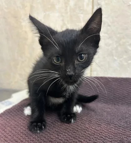 A baby small-sized female Domestic Short Hair cat named Megan for adoption in Honolulu, HI