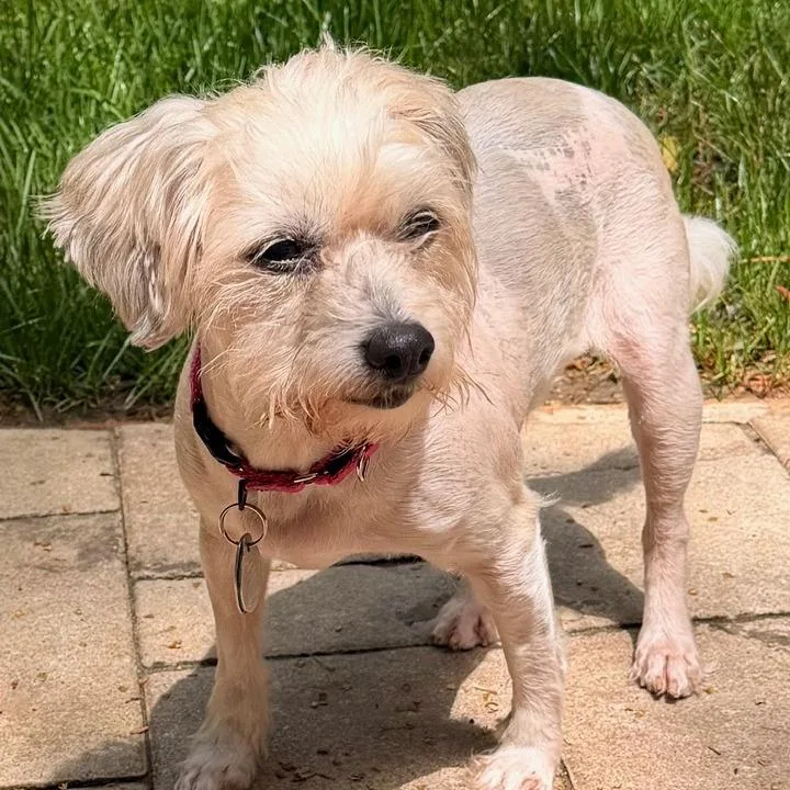 A senior small-sized female Terrier dog named Darling for adoption in Cumming, GA