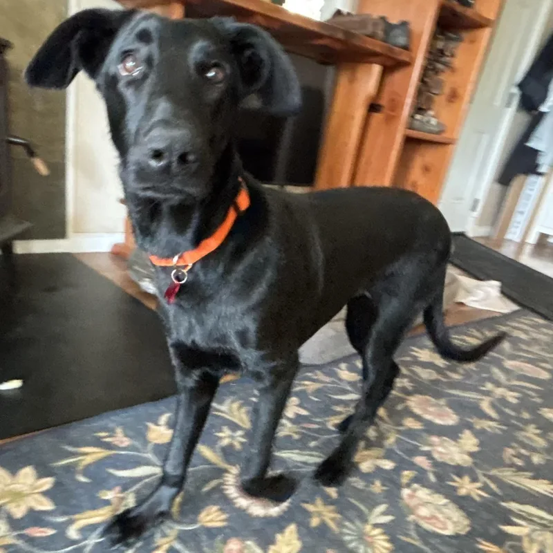 A baby medium-sized female Black Labrador Retriever dog named Nova for adoption in San Francisco, CA