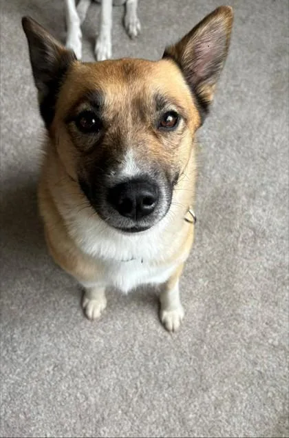 An adult medium-sized female Red / Chestnut / Orange Husky dog named Cheddar for adoption in Downers Grove, IL