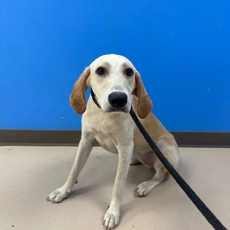 An adult medium-sized female White / Cream Hound dog named Talladega for adoption in Pine Bluff, AR