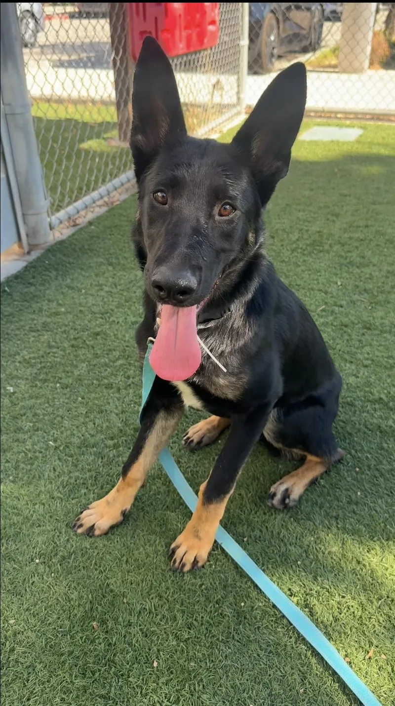 A young large-sized female Bicolor German Shepherd Dog dog named Reign for adoption
