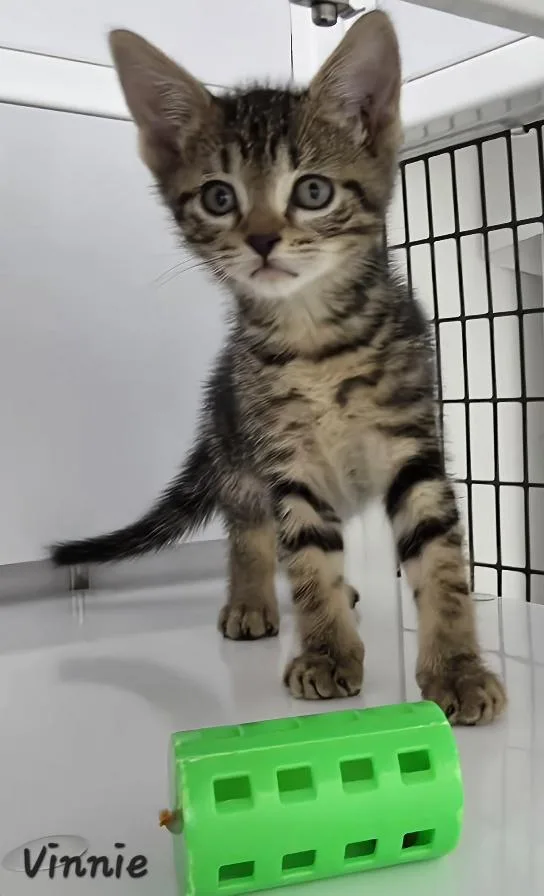 A young medium-sized male Domestic Short Hair cat named Vinnie for adoption in Key Largo, FL