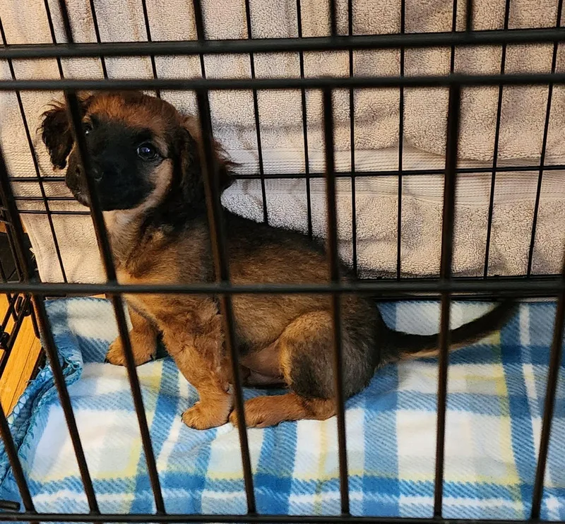 Lilo And Stitch thumbnail 2