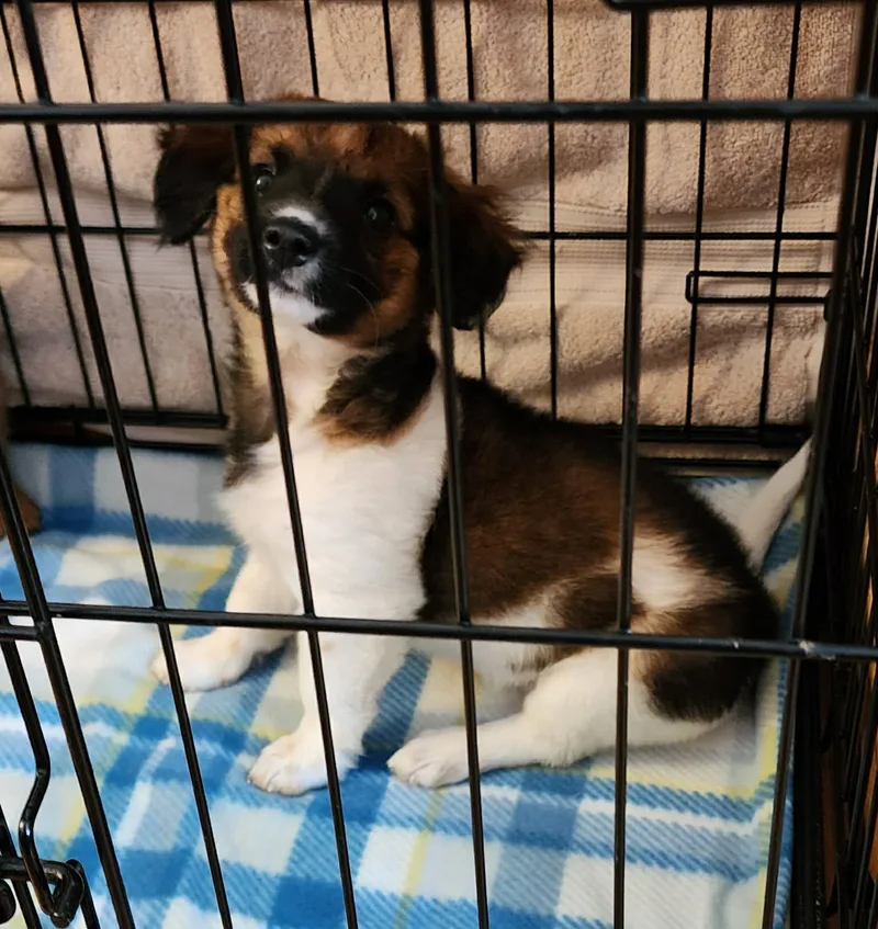 Lilo And Stitch thumbnail 3