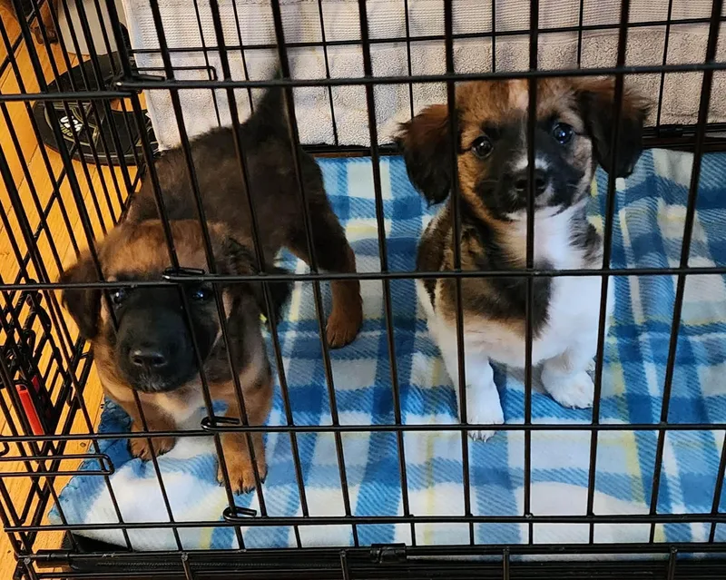 A baby small-sized male Tricolor (Brown, Black, & White) Dachshund dog named Lilo And Stitch for adoption in Dubuque, IA