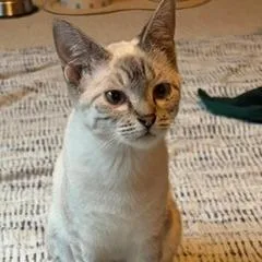 A young medium-sized female Gray / Blue / Silver Siamese cat named Phoenix for adoption in Green Bay, WI