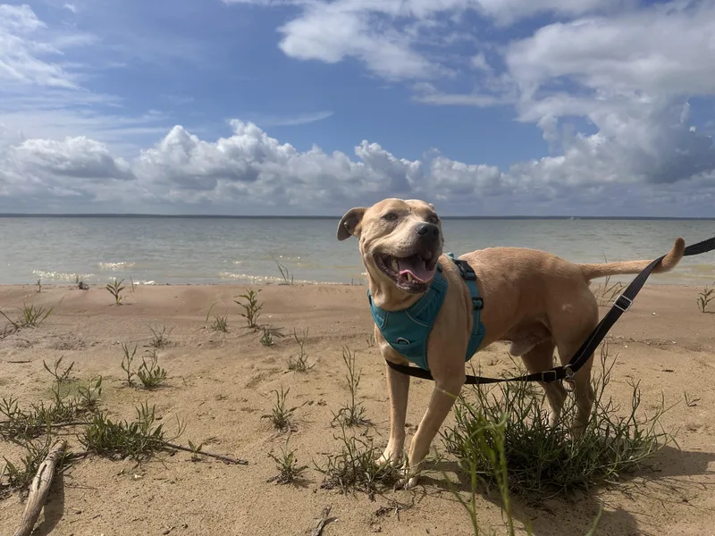 An adult medium-sized male Pit Bull Terrier dog named Miracle for adoption in GREENVILLE, TX