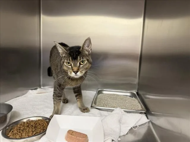 A young medium-sized male Domestic Short Hair cat named Puma for adoption in Santa Fe, NM