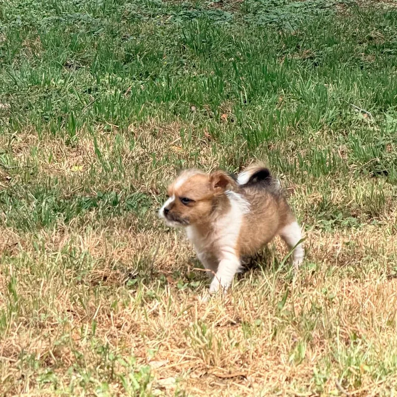 Skedaddle thumbnail 2