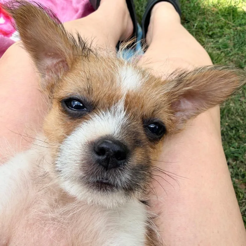 Skedaddle thumbnail 3