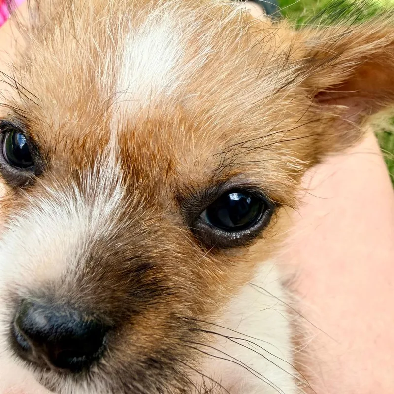 Skedaddle thumbnail 4