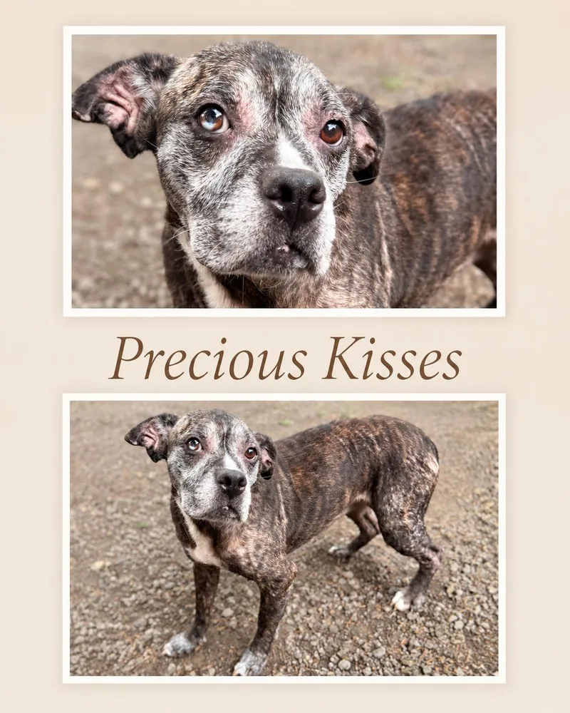 A senior medium-sized female Boxer dog named Precious Kisses for adoption in Zimmerman, MN