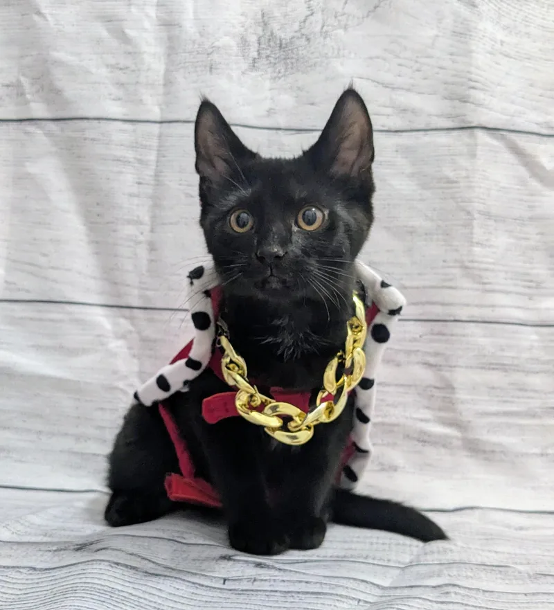 A baby medium-sized male Domestic Short Hair cat named Dumpling for adoption in Chesapeake Beach, MD