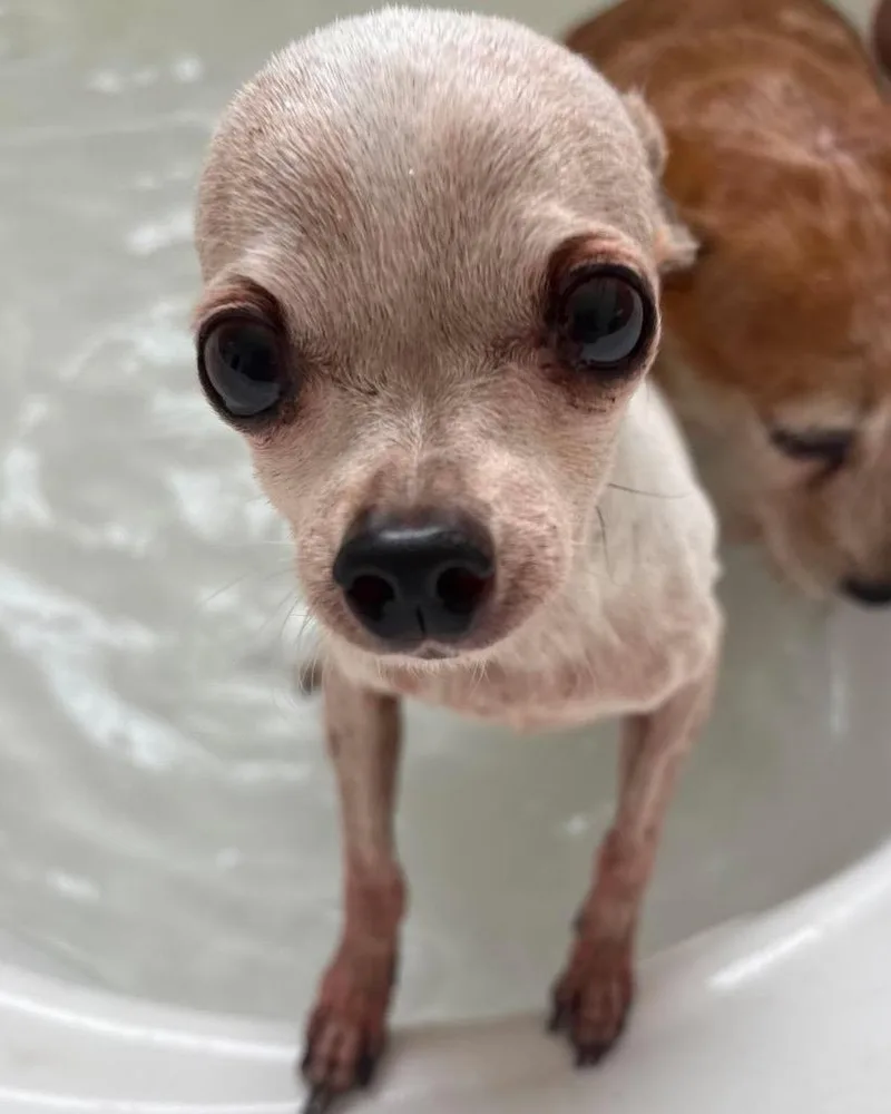 A senior small-sized female Chihuahua dog named Pixie for adoption in Bryan, TX