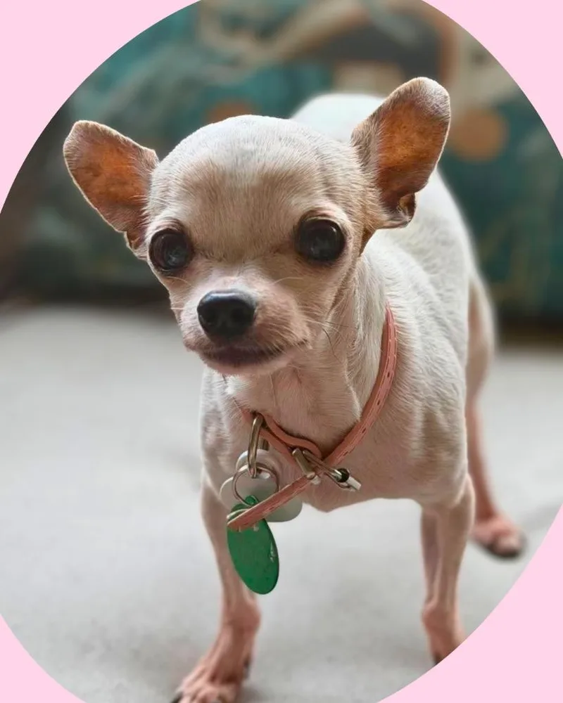 Pixie thumbnail 4