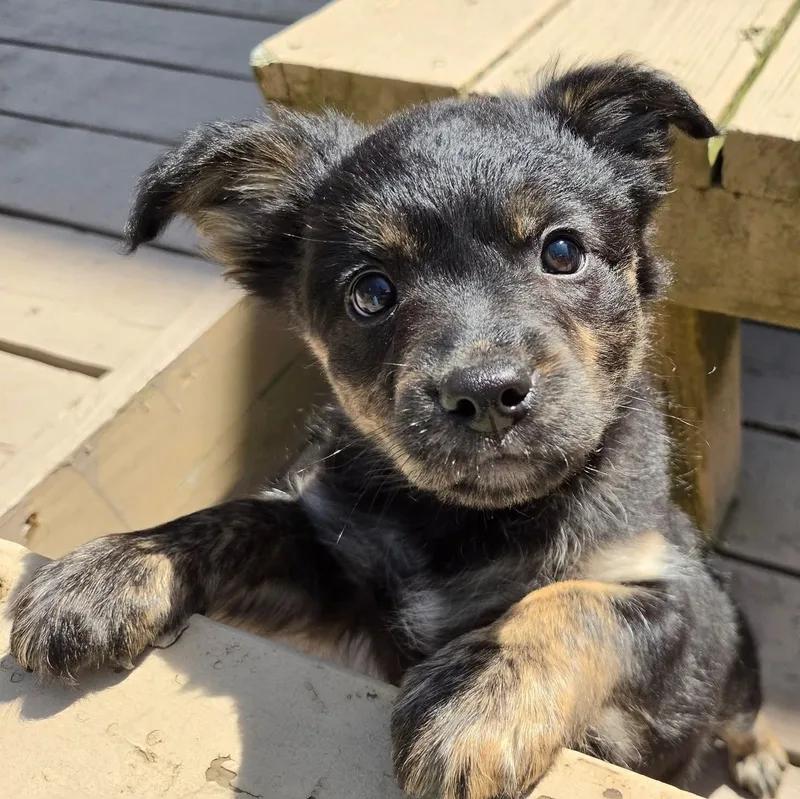 Moira Overwatch Support Squad thumbnail 2