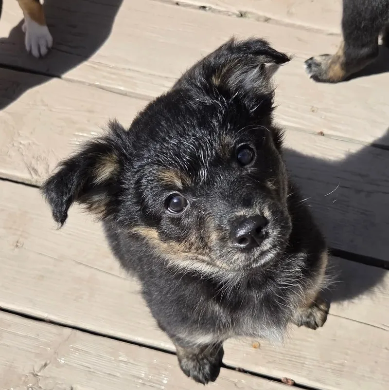 Moira Overwatch Support Squad thumbnail 3