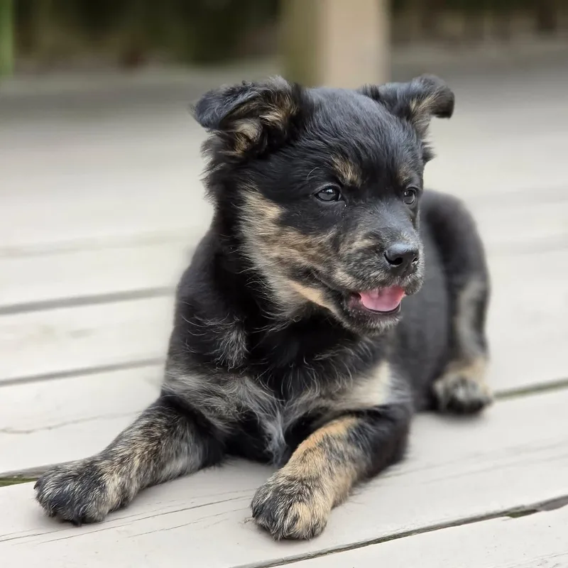 Moira Overwatch Support Squad thumbnail 4