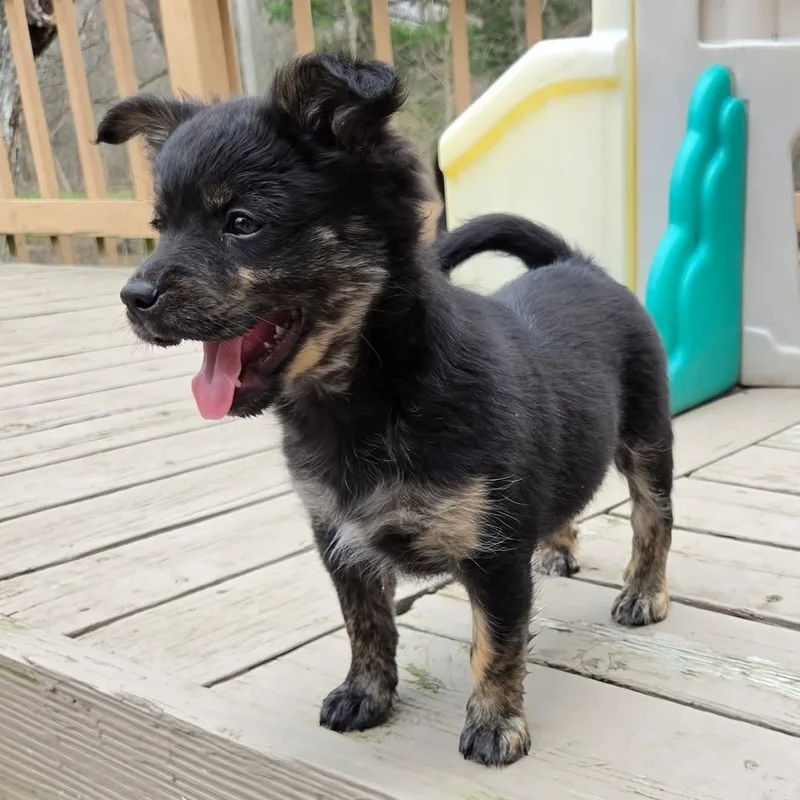 A baby medium-sized female Black Australian Shepherd dog named Moira Overwatch Support Squad for adoption in Kentwood, MI