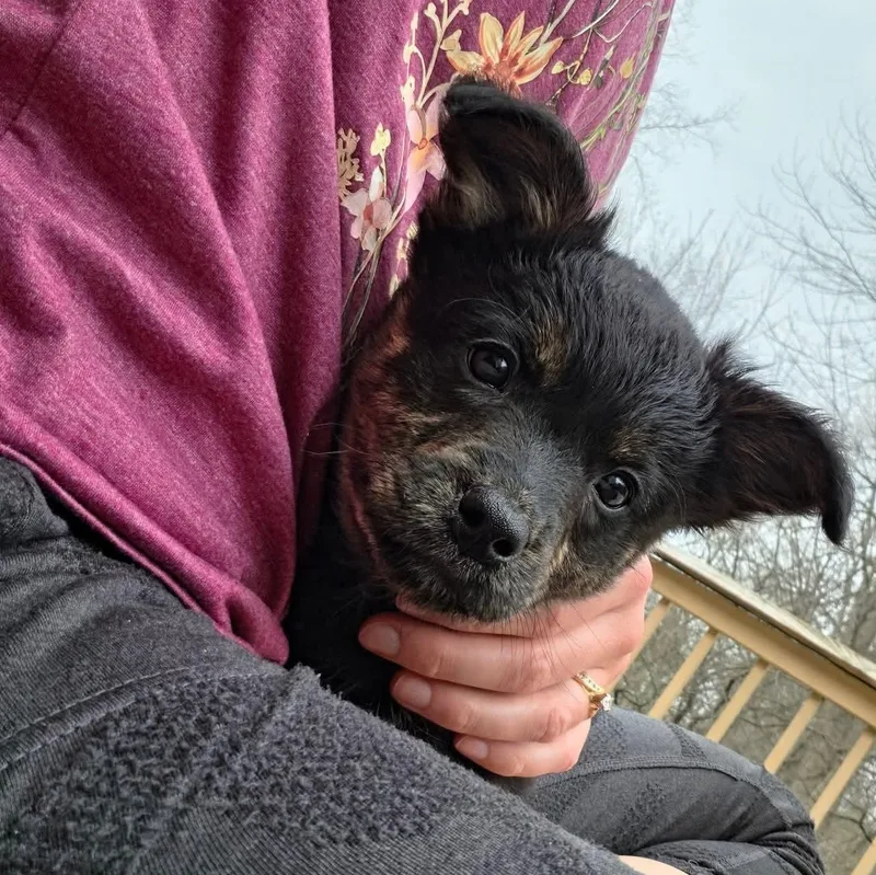 Moira Overwatch Support Squad thumbnail 5