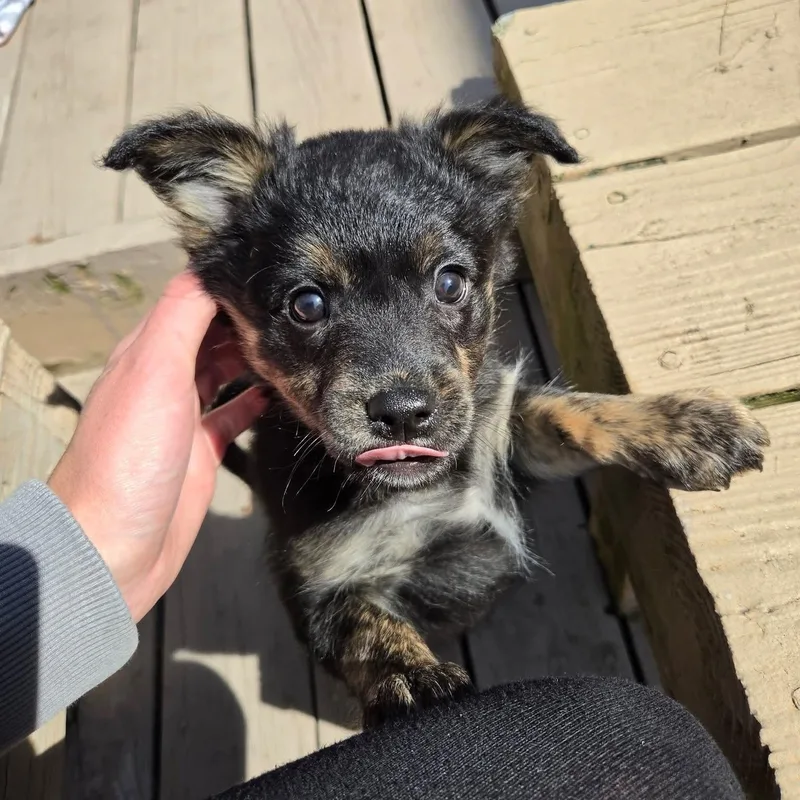 Moira Overwatch Support Squad thumbnail 6