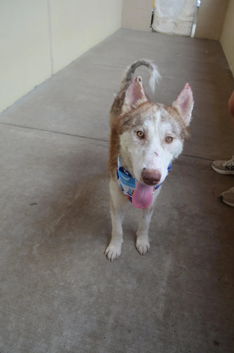 A young large-sized male Husky dog named Arfentina for adoption in McKinney, TX