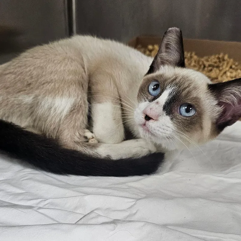 A young small-sized female Cream / Ivory Domestic Short Hair cat named Colquitt  Miso for adoption in Donalsonville, GA