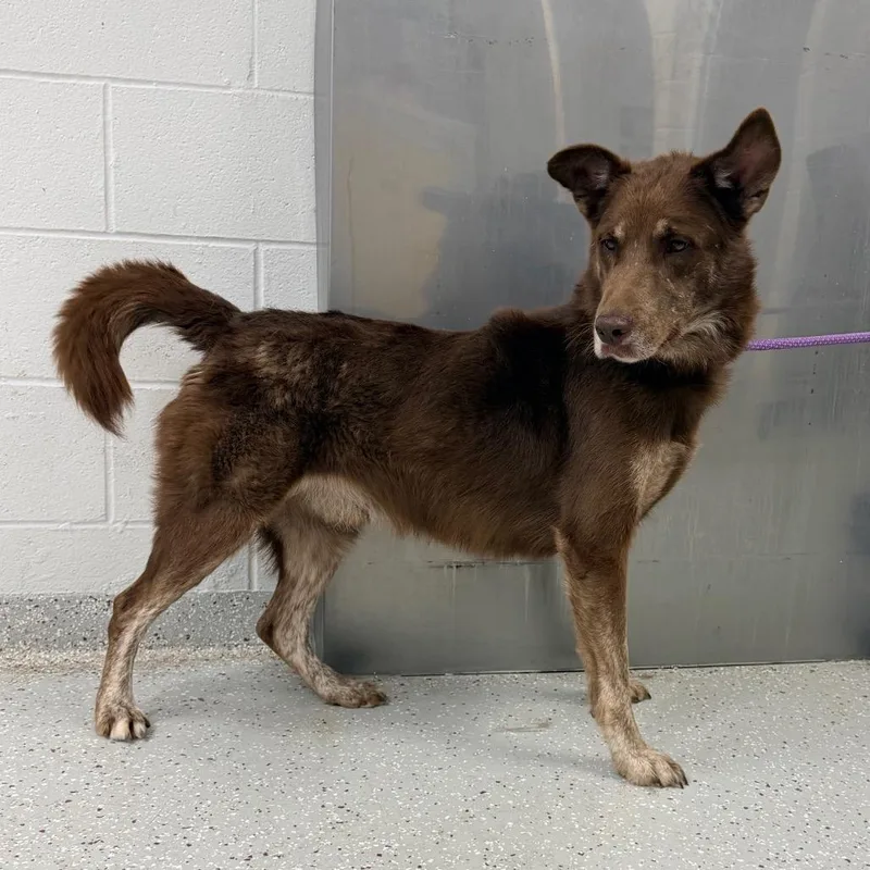 An adult medium-sized male Brown / Chocolate Standard Poodle dog named Cocoa Puff for adoption in Indianapolis, IN