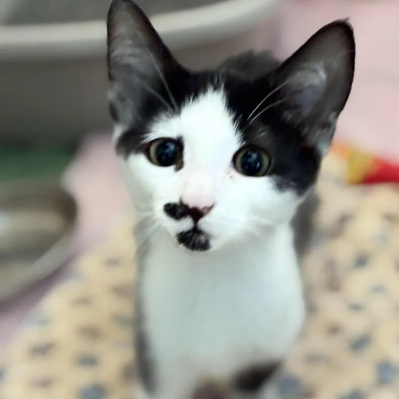 A baby small-sized male Black Domestic Short Hair cat named Dollop for adoption in South Elgin, IL