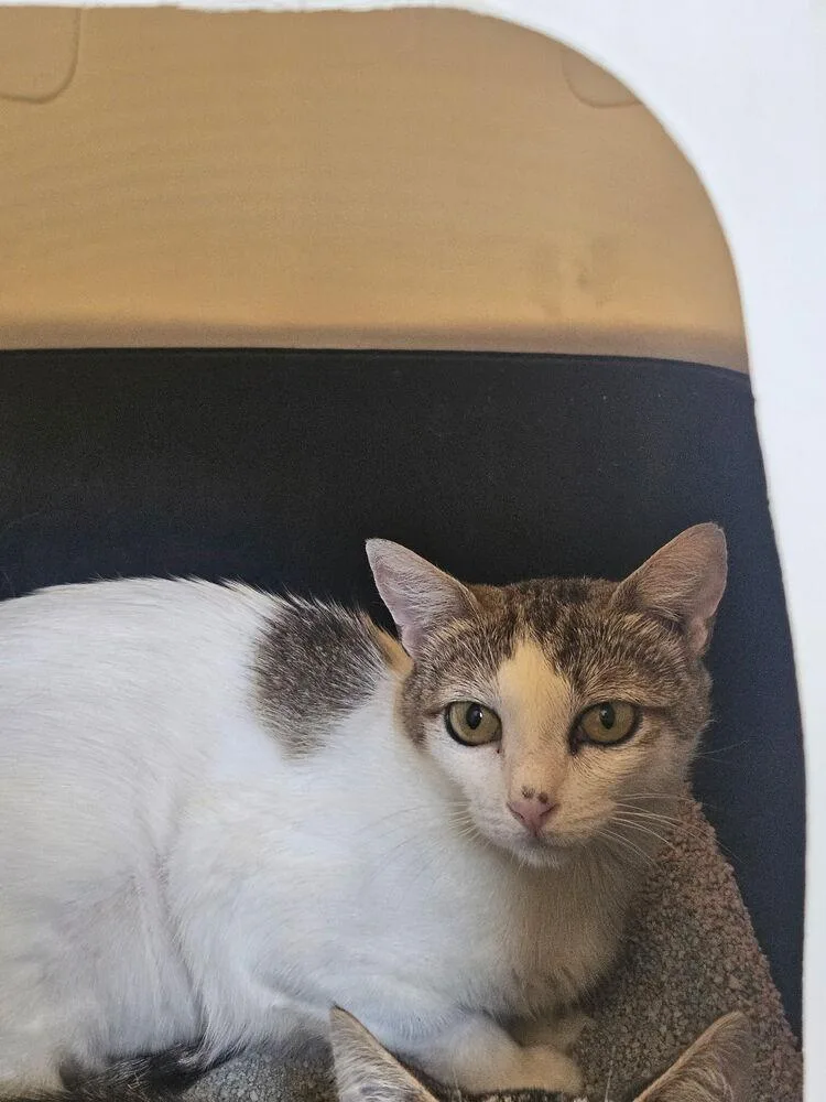 An adult medium-sized female Gray & White Domestic Short Hair cat named Feather for adoption in Ontario, CA