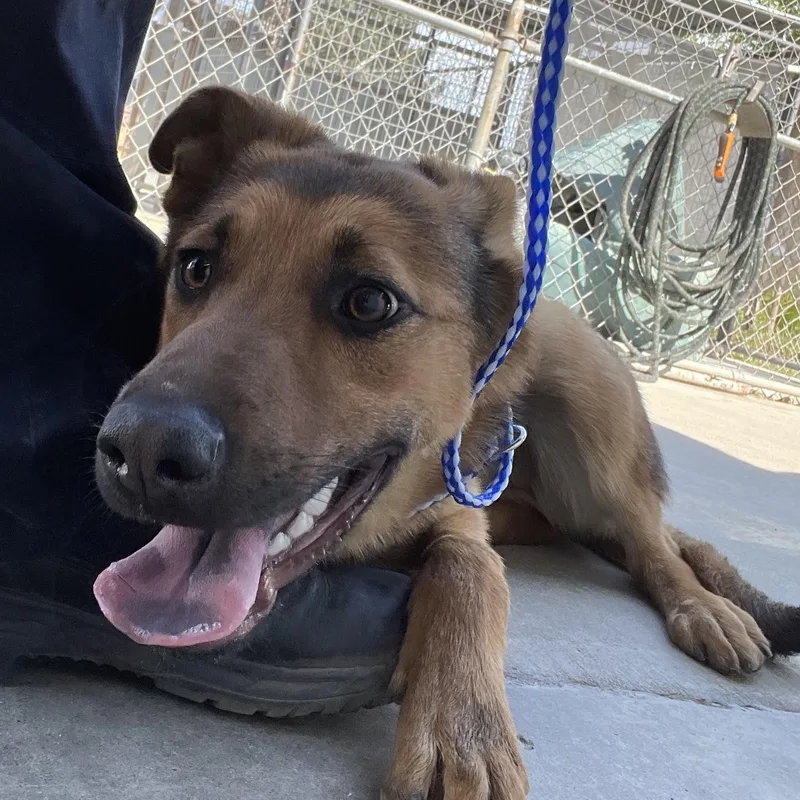 A young large-sized female German Shepherd Dog dog named Sally for adoption in Oakdale, CA
