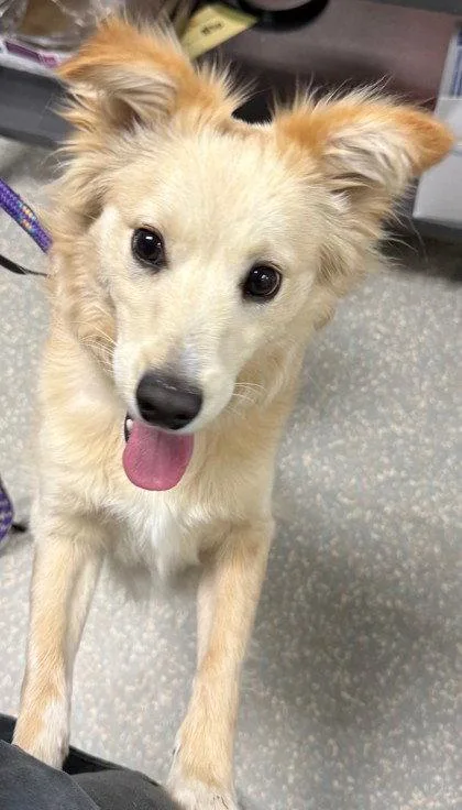 A young small-sized male Chihuahua dog named Simmy for adoption in Oakland, CA