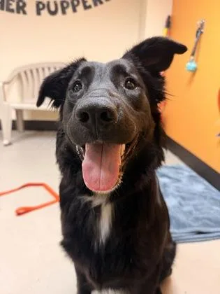 A young large-sized female Black Mixed Breed dog named Kiwi for adoption in Bellingham, WA