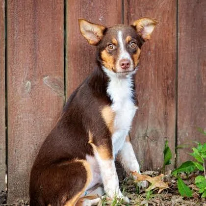 A baby medium-sized female Brown / Chocolate Mixed Breed dog named Sweet & Salty for adoption in Springboro, OH