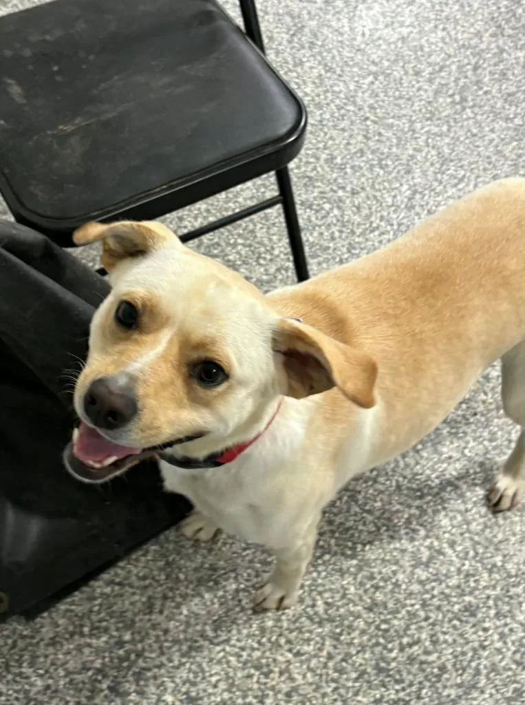A young medium-sized female Labrador Retriever dog named Fauna for adoption in Mustang, OK