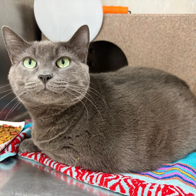 An adult large-sized female Domestic Short Hair cat named Meatball for adoption in Newark, NJ