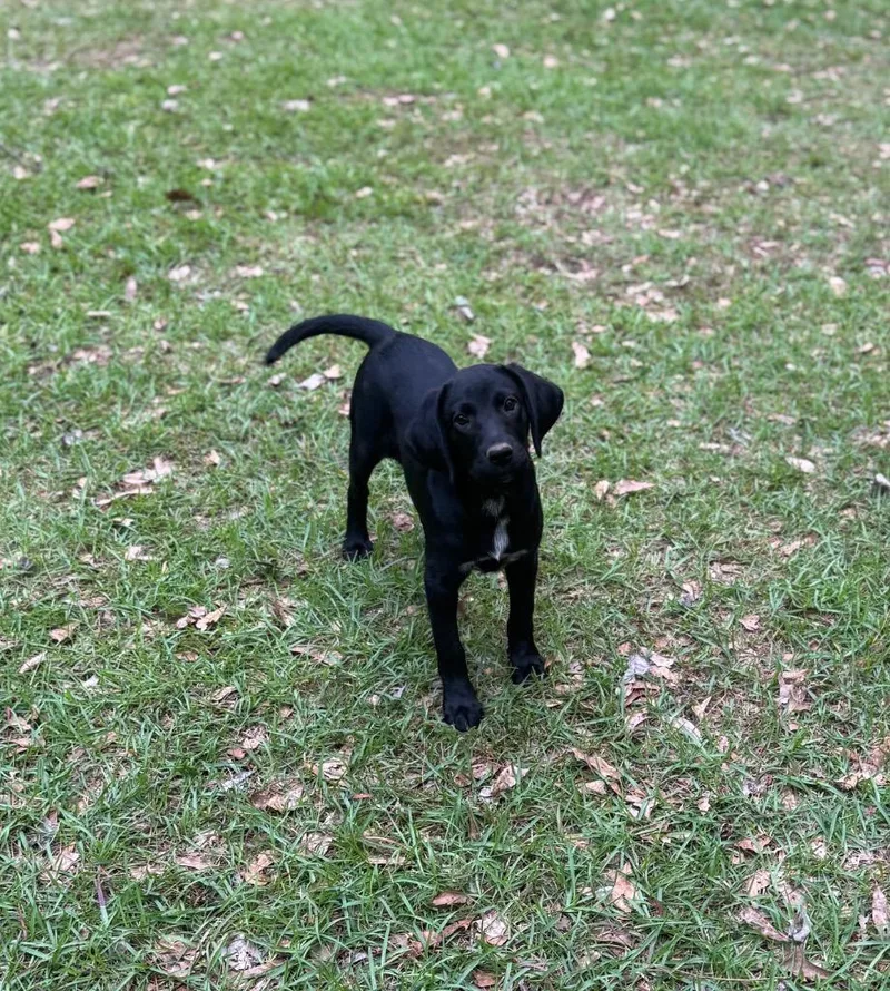A baby medium-sized female Labrador Retriever dog named May for adoption in Center, TX