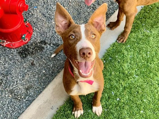 A young medium-sized female Red / Chestnut / Orange Border Collie dog named SAVE ME PLEASE Chanel for adoption in San Marcos, CA