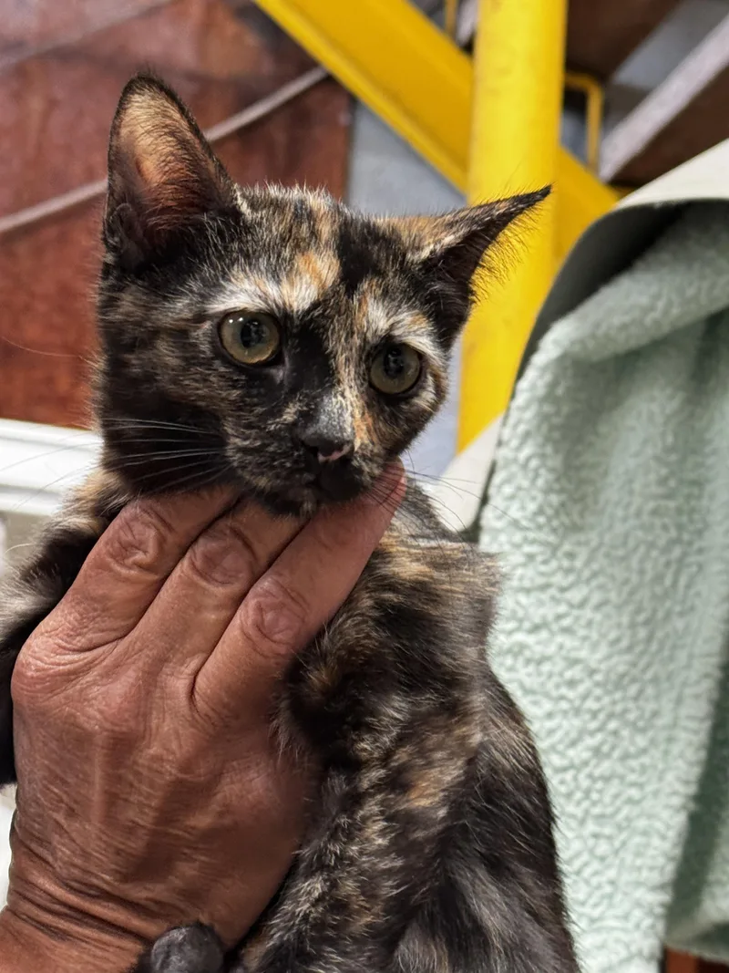 A young medium-sized female Tortoiseshell cat named Raquel I Love for adoption in Fountain Valley, CA