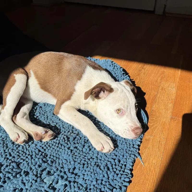 A baby small-sized female Brown / Chocolate Pit Bull Terrier dog named Happy for adoption in Greensboro, NC