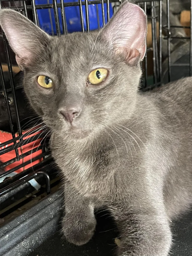 A young medium-sized male Gray / Blue / Silver Russian Blue cat named Beemer for adoption in san antonio, TX