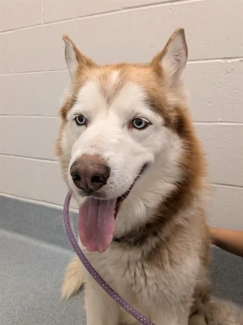 An adult medium-sized male Siberian Husky dog named Atlas for adoption in Indianapolis, IN