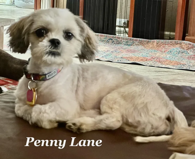 Penny Lane thumbnail 2