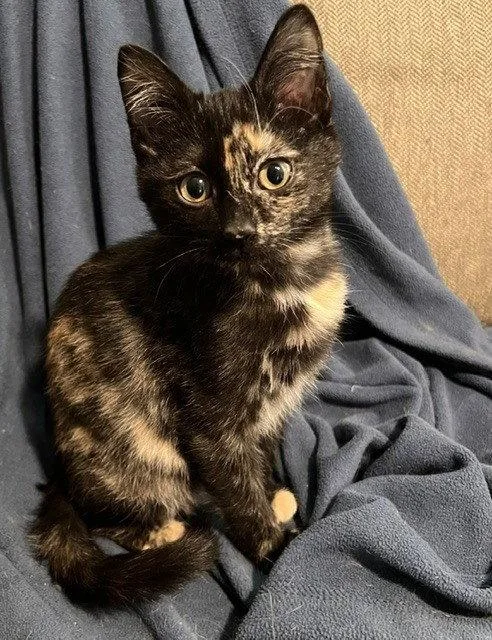 A baby small-sized female Domestic Medium Hair cat named Tessa for adoption in O'Fallon, MO