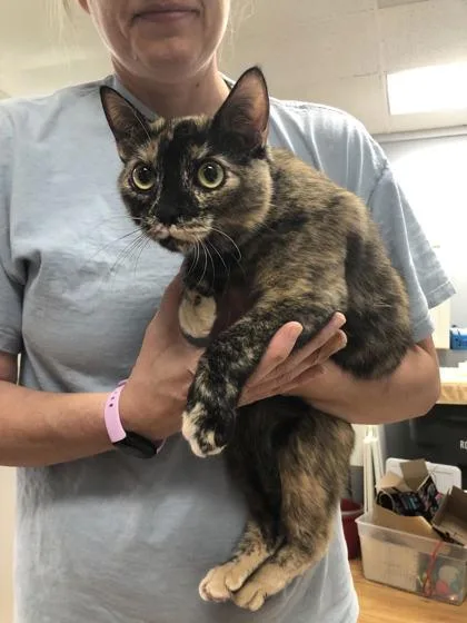 A young medium-sized female Domestic Short Hair cat named Gloria for adoption in Hillsboro, OR