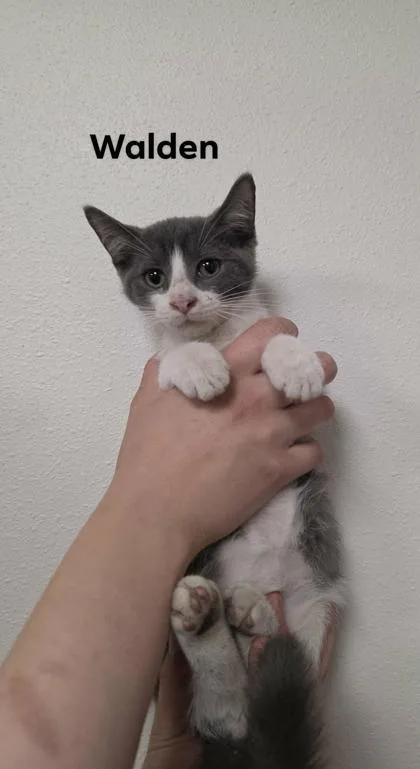 A baby medium-sized male Domestic Short Hair cat named Walden for adoption in Aberdeen, SD