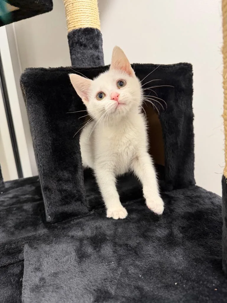 Marshmallow